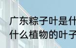 广东粽子叶是什么叶子 广东粽子叶是什么植物的叶子