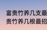 富贵竹养几支最旺运属蛇的 属蛇养富贵竹养几根最招财