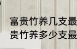 富贵竹养几支最旺运办公室 办公室富贵竹养多少支最旺运