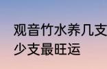 观音竹水养几支最旺运 观音竹水养多少支最旺运