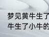 梦见黄牛生了小牛有什么兆头 梦见黄牛生了小牛的寓意是啥