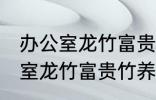 办公室龙竹富贵竹养几支最旺运 办公室龙竹富贵竹养多少支最旺运