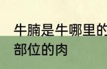 牛腩是牛哪里的肉 牛腩是牛身上哪个部位的肉